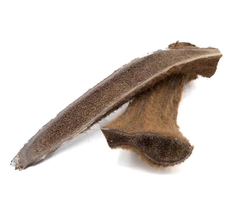 Split Elk Antler - X-Large - Velvet Split Elk Antler - X-Large - Velvet