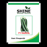 Sponge Gourd Harita - Shine Brand Seeds
