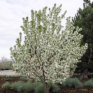 SPRING SNOW FLOWERING CRAB (MALUS BACCATA 'SPRING SNOW') SPRING SNOW FLOWERING CRAB (MALUS BACCATA 'SPRING SNOW')