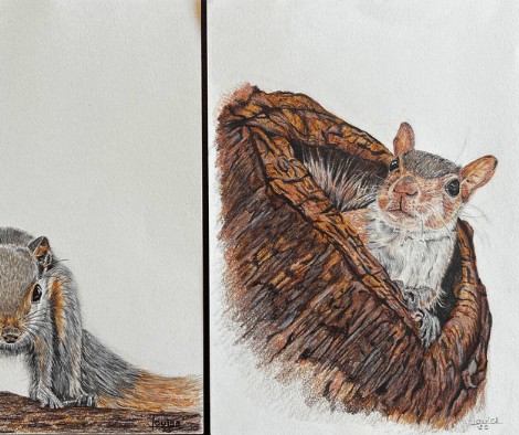 SQUIRRELS by Louise SQUIRRELS by Louise