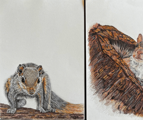 SQUIRRELS by Louise SQUIRRELS by Louise