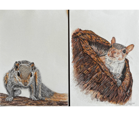 SQUIRRELS by Louise SQUIRRELS by Louise