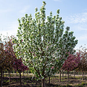 STARLITE® FLOWERING CRABAPPLE (MALUS X 'JEFLITE ®') STARLITE® FLOWERING CRABAPPLE (MALUS X 'JEFLITE ®')