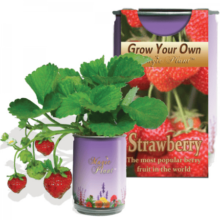 Strawberry Fruits Growing Kit