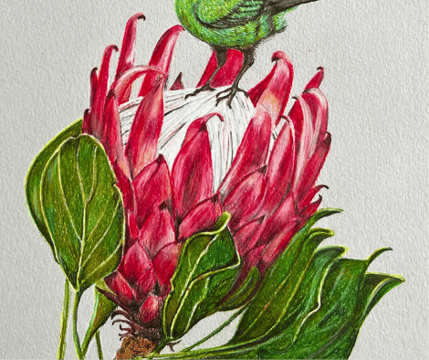 SUNBIRD AND PROTEA by Louise SUNBIRD AND PROTEA by Louise