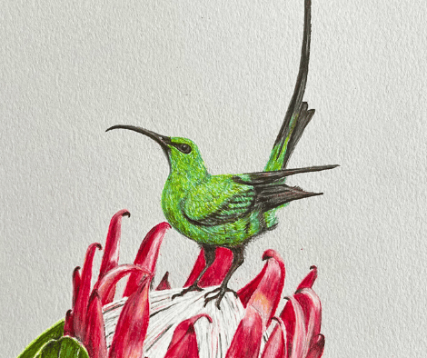SUNBIRD AND PROTEA by Louise SUNBIRD AND PROTEA by Louise