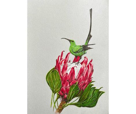 SUNBIRD AND PROTEA by Louise SUNBIRD AND PROTEA by Louise