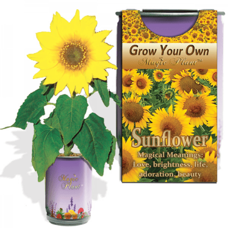 Sunflower Flowers Growing Kit