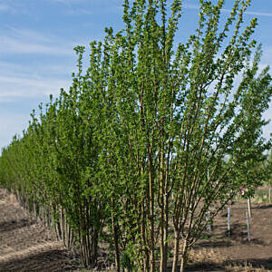 SUTHERLAND CARAGANA (CARAGANA SUTHERLAND) SUTHERLAND CARAGANA (CARAGANA SUTHERLAND)