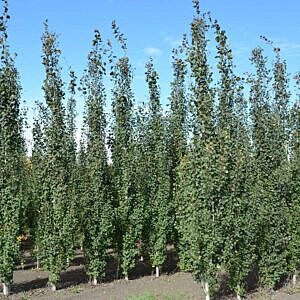 SWEDISH COLUMNAR ASPEN (POPULUS TREMULA 'ERECTA') SWEDISH COLUMNAR ASPEN (POPULUS TREMULA 'ERECTA')