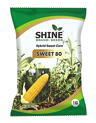 Sweet Corn Sweet 80 (SCH1016 SUGAR KING) - Shine Brand Seeds (1 KG)