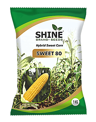 Sweet Corn Sweet 80 (SCH1016 SUGAR KING) - Shine Brand Seeds (1 KG) Sweet Corn Sweet 80 (SCH1016 SUGAR KING) - Shine Brand Seeds (1 KG)