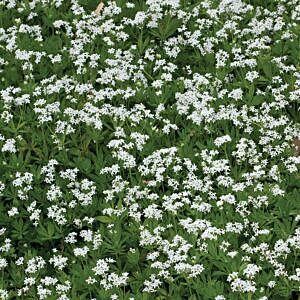 SWEET WHITE WOODRUFF (GALIUM ODORATUM)