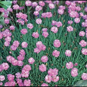 TINY RUBIES DIANTHUS (DIANTHUS GRATIANOPOLITANUS 'TINY RUBIES') TINY RUBIES DIANTHUS (DIANTHUS GRATIANOPOLITANUS 'TINY RUBIES')
