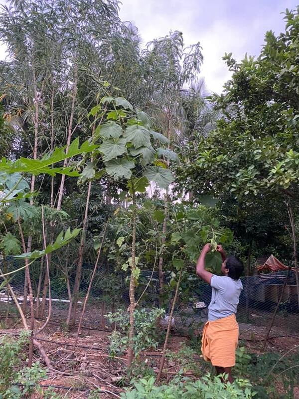 MARA VENDAI - TREE LADIES FINGER ( மர வெண்டை )