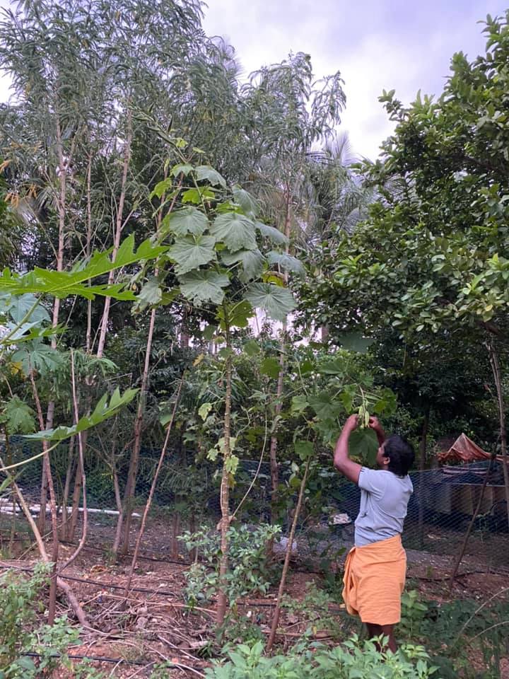MARA VENDAI - TREE LADIES FINGER ( மர வெண்டை )