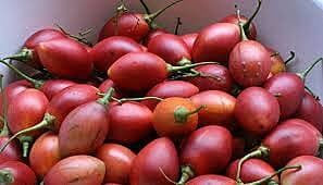 TREE TOMATO