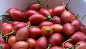 TREE TOMATO
