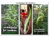 யானை தந்த நீள வெண்டை | Elephant Trunk Ladiesfinger