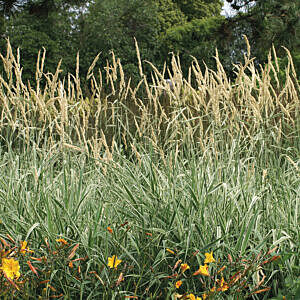 TUFTED HAIR GRASS (DESCHAMPSIA CESPITOSA)