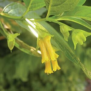 TWIN BRACT HONEYSUCKLE (LONICERA INVOLUCRATA)