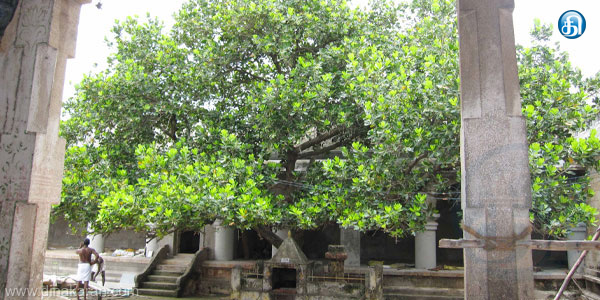 Thandi tree (தாண்டி மரம் )