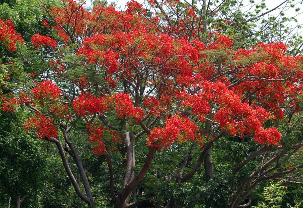 Mayil konRai (மயில்கொன்றை )