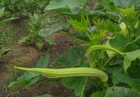 யானை தந்த வெண்டை | Elephant Trunk Ladiesfinger