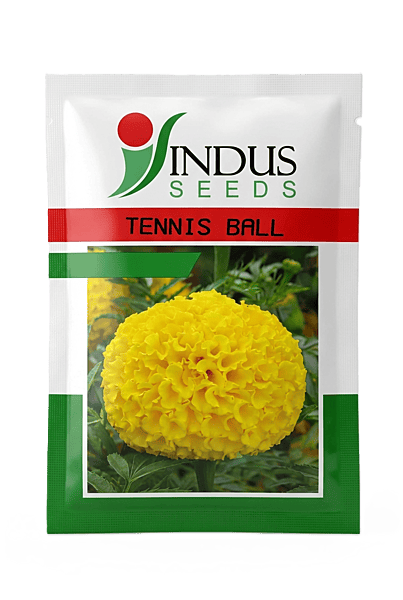 Marigold Tennis Ball Yellow - Indus Seeds (1000 Seeds)