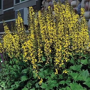 THE ROCKET LIGULARIA (LIGULARIA STENOCEPHALA 'THE ROCKET')