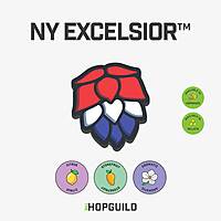 NY Excelsior NY Excelsior