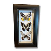 Butterfly Frame