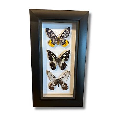 Butterfly Frame Butterfly Frame