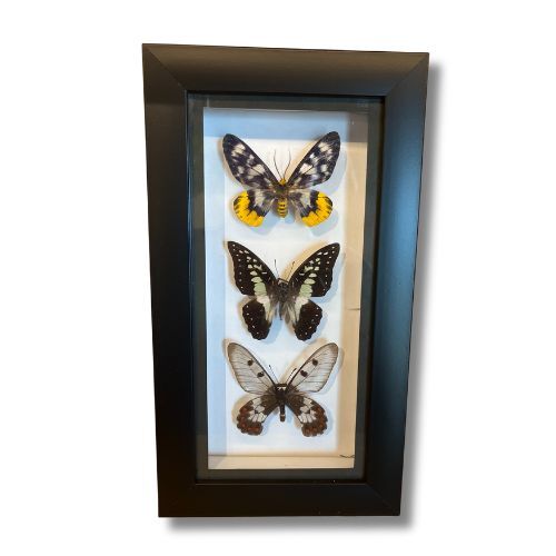 Butterfly Frame