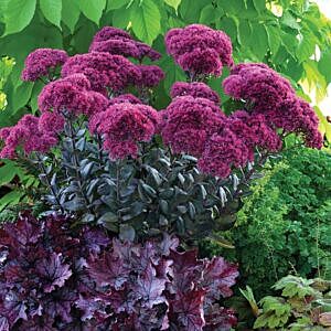 THUNDERHEAD STONECROP (SEDUM 'THUNDERHEAD') THUNDERHEAD STONECROP (SEDUM 'THUNDERHEAD')