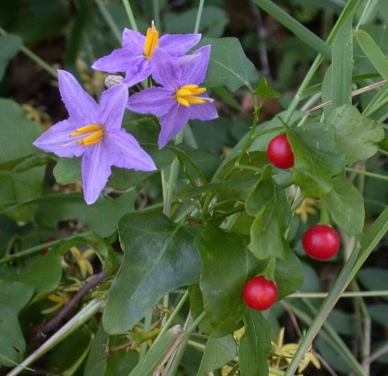 THOOTHUVALAI | தூதுவளை