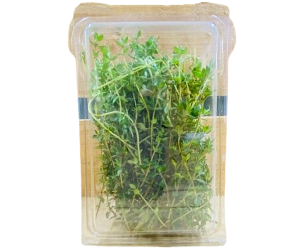 Thyme 30grams