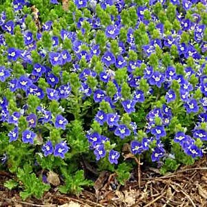 TIDAL POOL SPEEDWELL (VERONICA 'TIDAL POOL')
