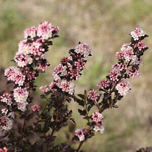 TINY WINE™ NINEBARK (PHYSOCARPUS OPULIFOLIUS 'TINY WINE' ) TINY WINE™ NINEBARK (PHYSOCARPUS OPULIFOLIUS 'TINY WINE' )