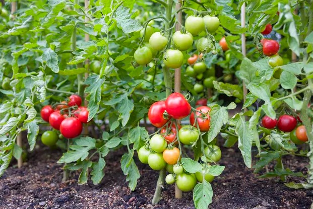 செடி தக்காளி | Tomato - Chedi