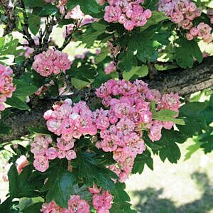 TOBA HAWTHORN (CRATAEGUS MORDENENSIS 'TOBA') TOBA HAWTHORN (CRATAEGUS MORDENENSIS 'TOBA')