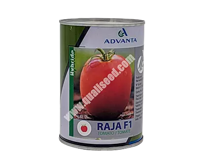 TOMATO RAJA F1