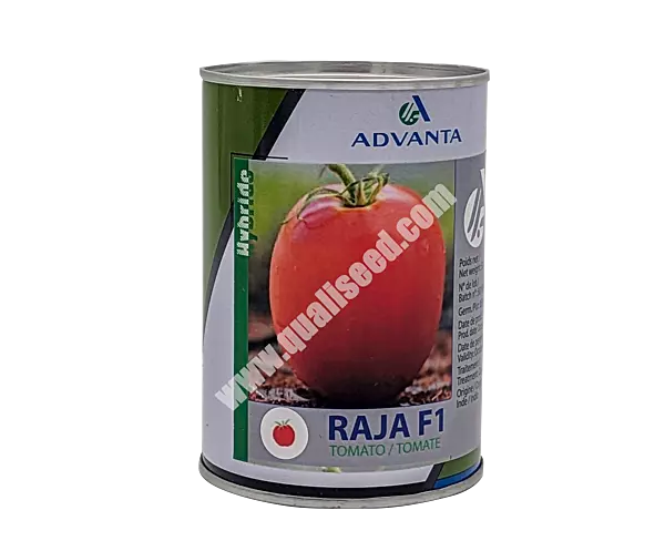 TOMATO RAJA F1