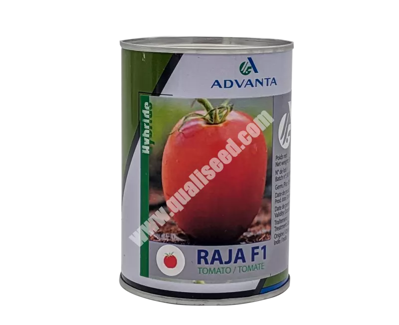 TOMATO RAJA F1