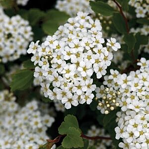 TOR BIRCH LEAF SPIREA (SPIREA BETULIFOLIA 'TOR')