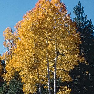 TREMBLING ASPEN (POPULUS TREMULOIDES) TREMBLING ASPEN (POPULUS TREMULOIDES)