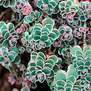 TRICOLOUR STONECROP (SEDUM SPURIUM 'TRICOLOR')