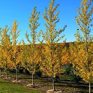 TRISTIS POPLAR (POPULUS X 'TRISTIS') TRISTIS POPLAR (POPULUS X 'TRISTIS')