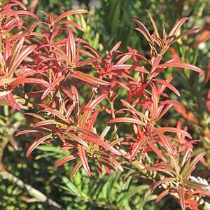 TURKESTAN BURNING BUSH (EUONYMUS NANA var. TURKESTANICUS)