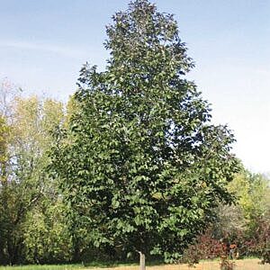 TUXEDO WHITE ASH (FRAXINUS AMERICANA 'DURGAR') TUXEDO WHITE ASH (FRAXINUS AMERICANA 'DURGAR')